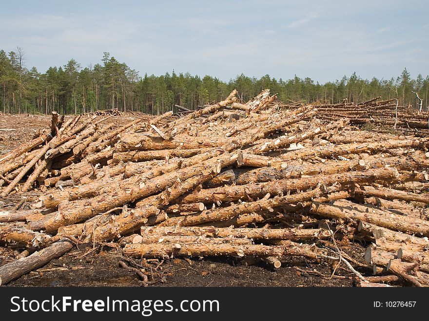 Srublennye trees on a sawmill