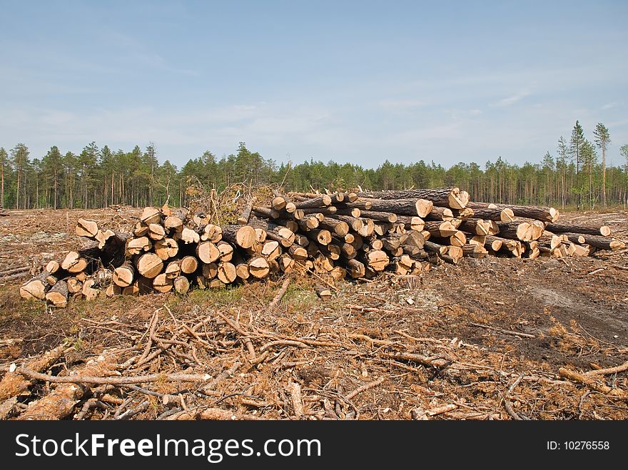 Srublennye trees on a sawmill