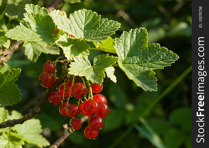 Red ripe currants on the branch. Red ripe currants on the branch
