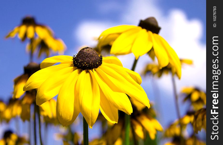 Yellow flower on deep blue sky