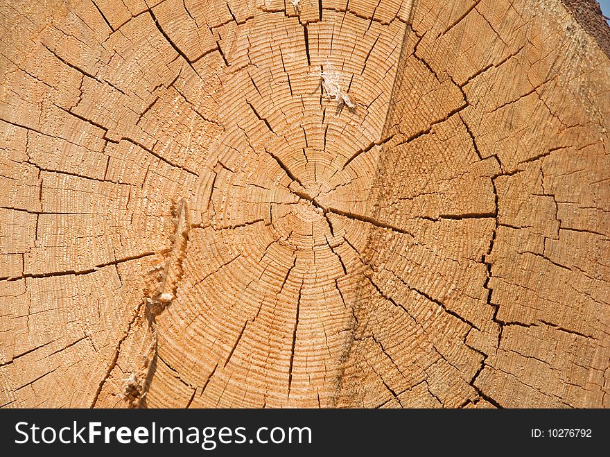 Srublennye trees on a sawmill