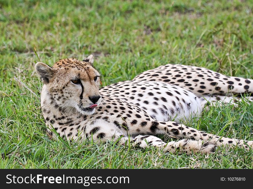 Wild Cheetah Resting