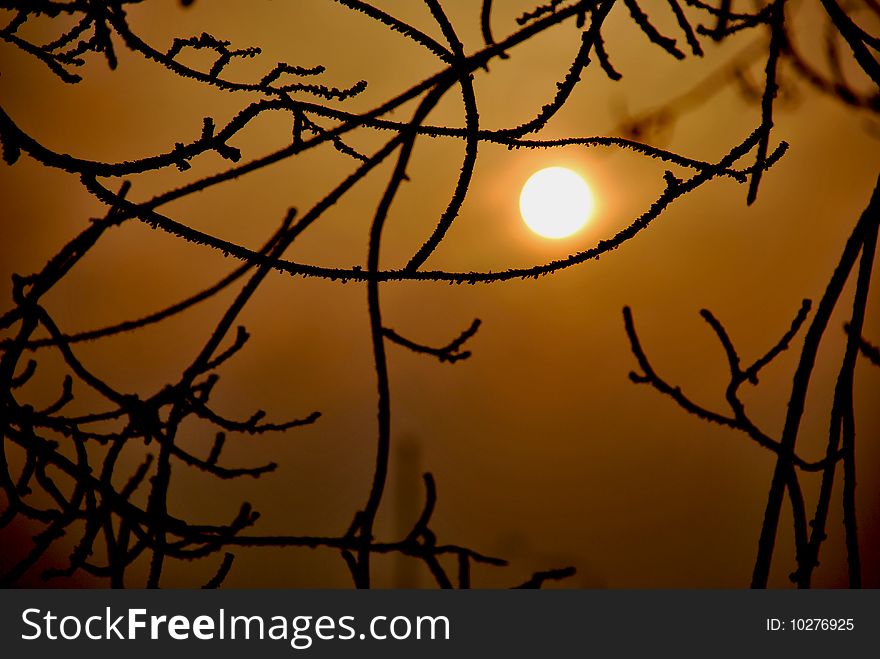 The sun on a background of branches with hoarfrost