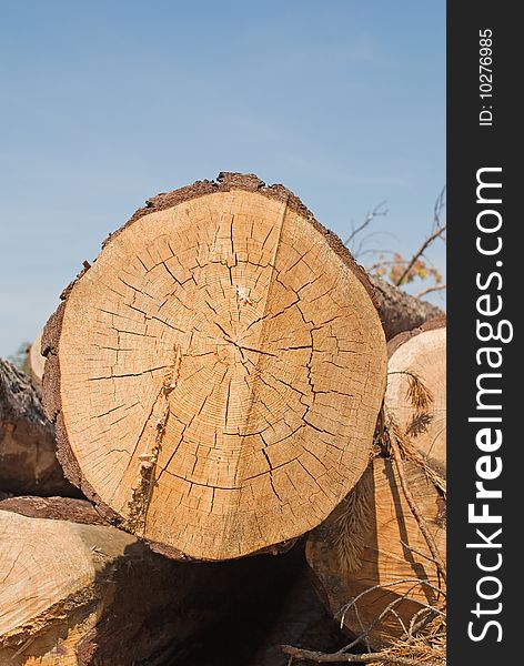 Srublennye trees on a sawmill