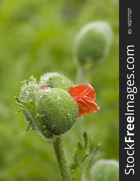 Opening poppy bud