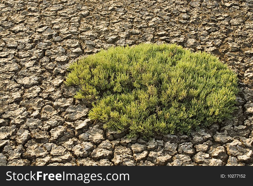Green Bush Isolated On Mud