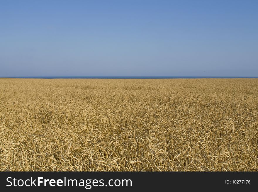 Ripe wheat field against sea background. Ripe wheat field against sea background