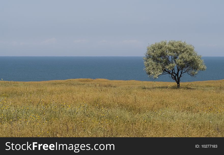 Solitary Tree On Sea Shore