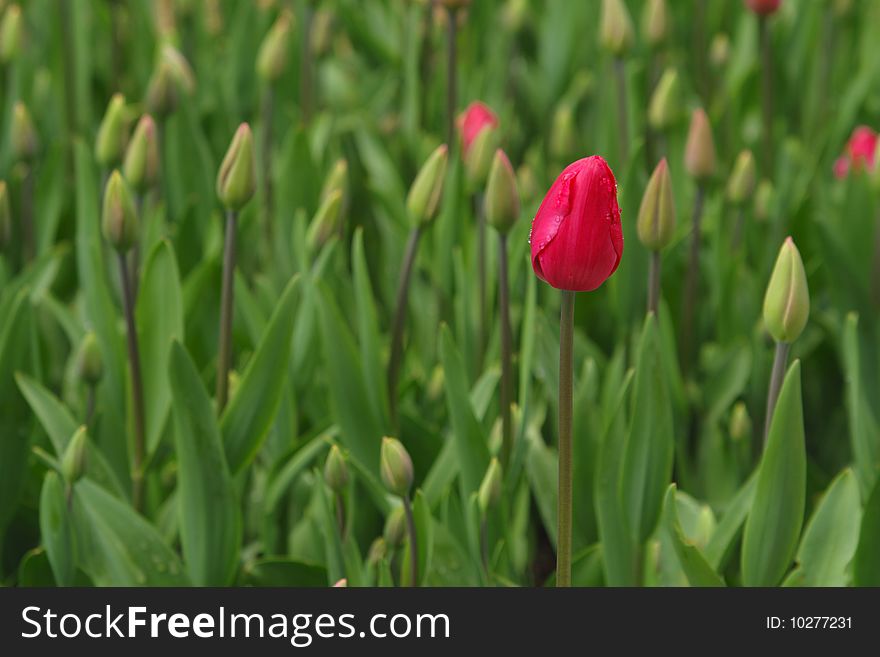 Close-up of budding puple tulip on green background. Close-up of budding puple tulip on green background