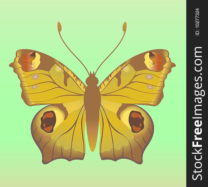 Vector Illustration of detailed Brightly coloured butterfly.