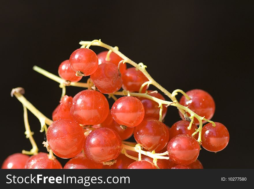 Close up of currant on a black background. Close up of currant on a black background