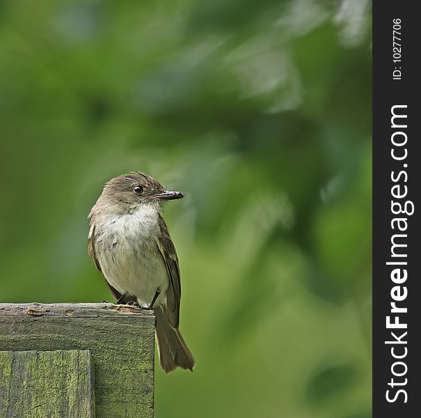 Flycatcher (Empidonax traillii) perched on a fence with food in its beak