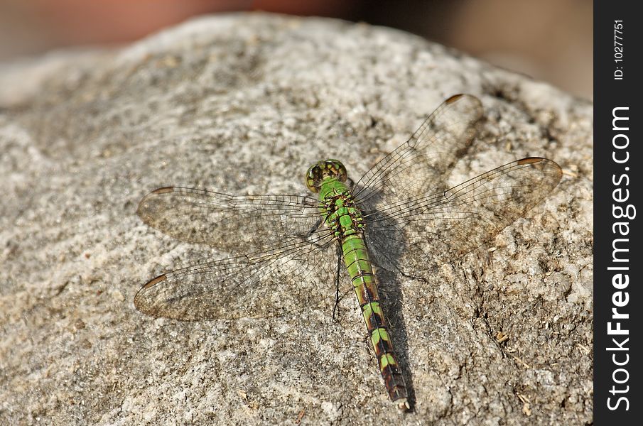 Common pondhawk dragonfly (Erythemis simplicicollis) on a rock