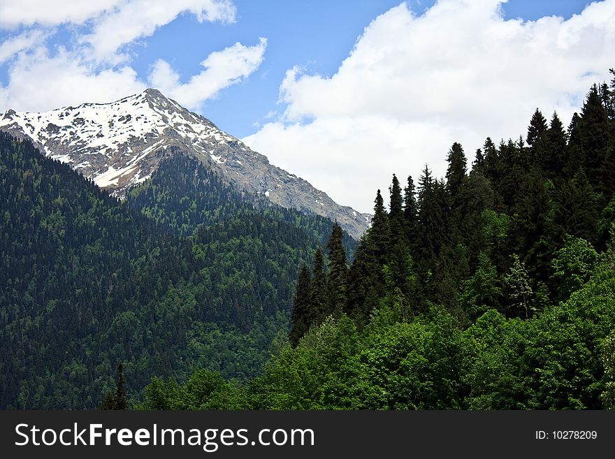 Landscape with forest covered mountain in foreground and mountain peak with snow and blue sky in background. Landscape with forest covered mountain in foreground and mountain peak with snow and blue sky in background