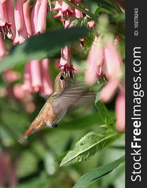 Male Rufous Hummingbird feeding on necter from a pink cape fushcia flower.