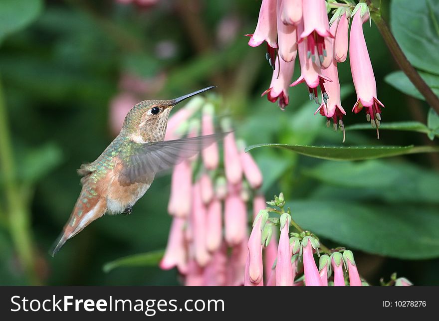 Male Rufous Hummingbird feeding on necter from a pink cape fushcia flower.