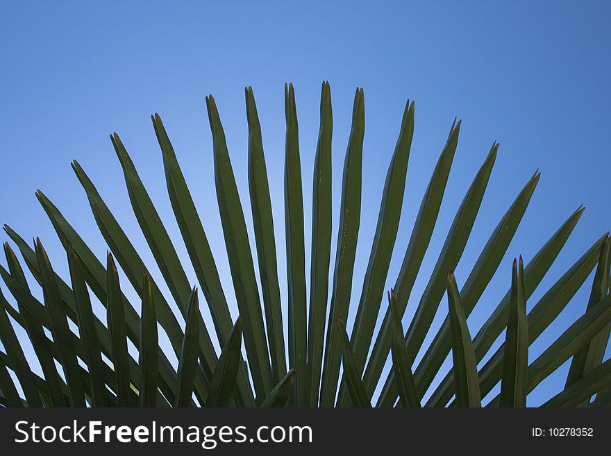 Green palm leafs against summer blue sky. Green palm leafs against summer blue sky