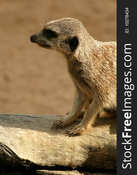 A close up of a meerkat