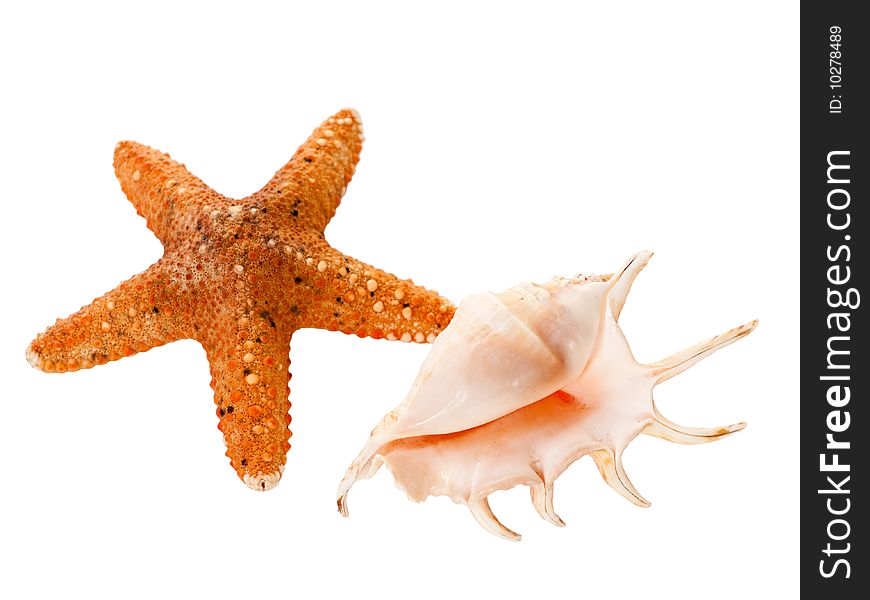 Single shell & shellfish on a sand. Shallow DOF. Single shell & shellfish on a sand. Shallow DOF.