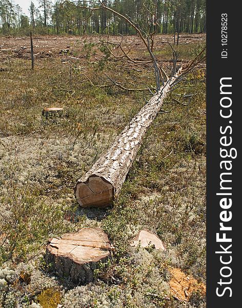 Srublennye trees on a sawmill