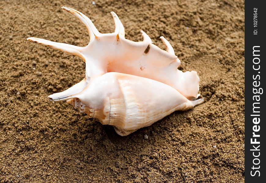 Single shell on a sand. Shallow DOF.
