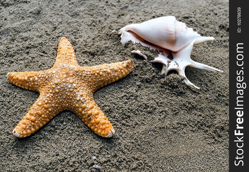 Single shell & shellfish on a sand. Shallow DOF.