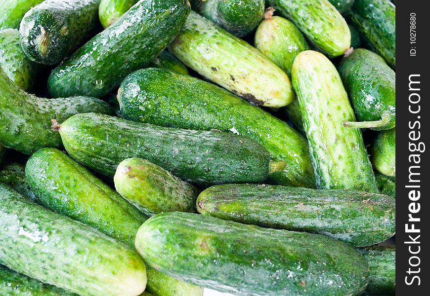 Green cucumbers from bed as background. Green cucumbers from bed as background