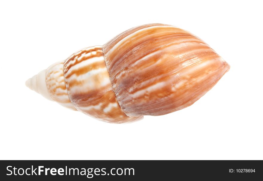 Exotic seashell. Photographed on white background close up. Exotic seashell. Photographed on white background close up.