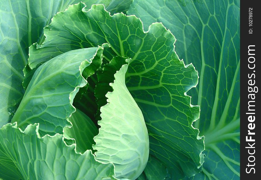 Cabbage growing on the vegetable bed. Cabbage growing on the vegetable bed