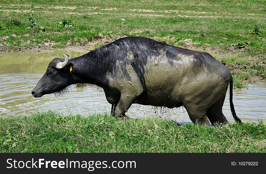 Buffalo in a swamp (Transylvania/Romania)