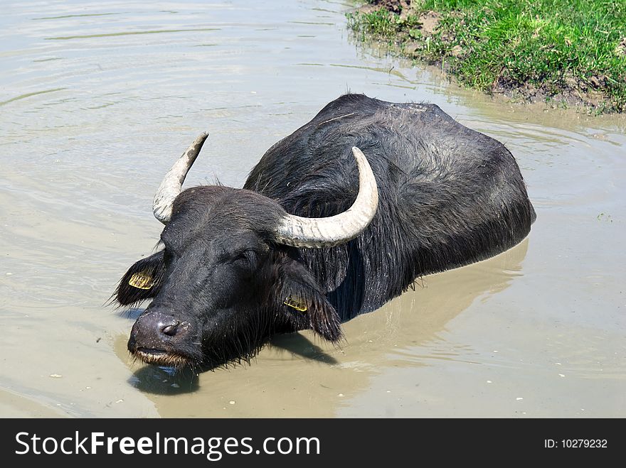 Buffalo in a swamp