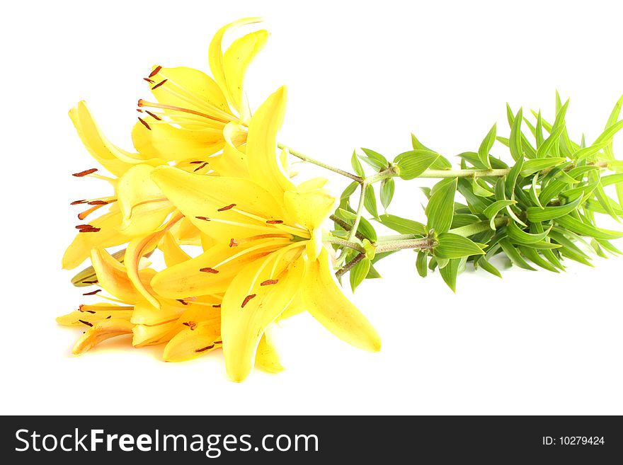 Yellow lilies on a white background, it is isolated.