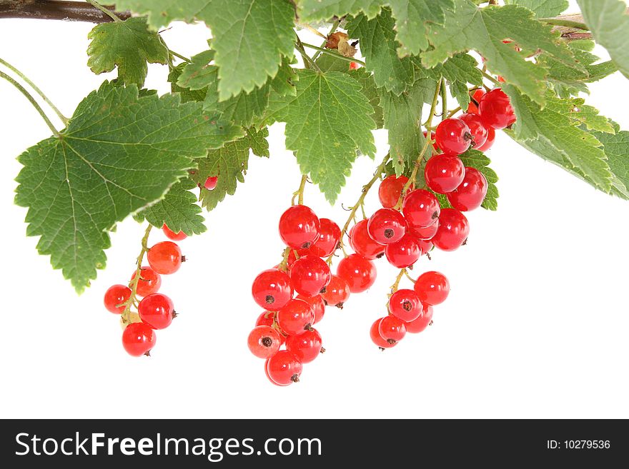 Branch with red a currant on a white background, it is isolated. Branch with red a currant on a white background, it is isolated.