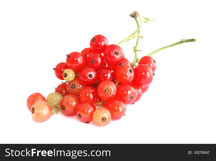 Red currant on a white background, it is isolated