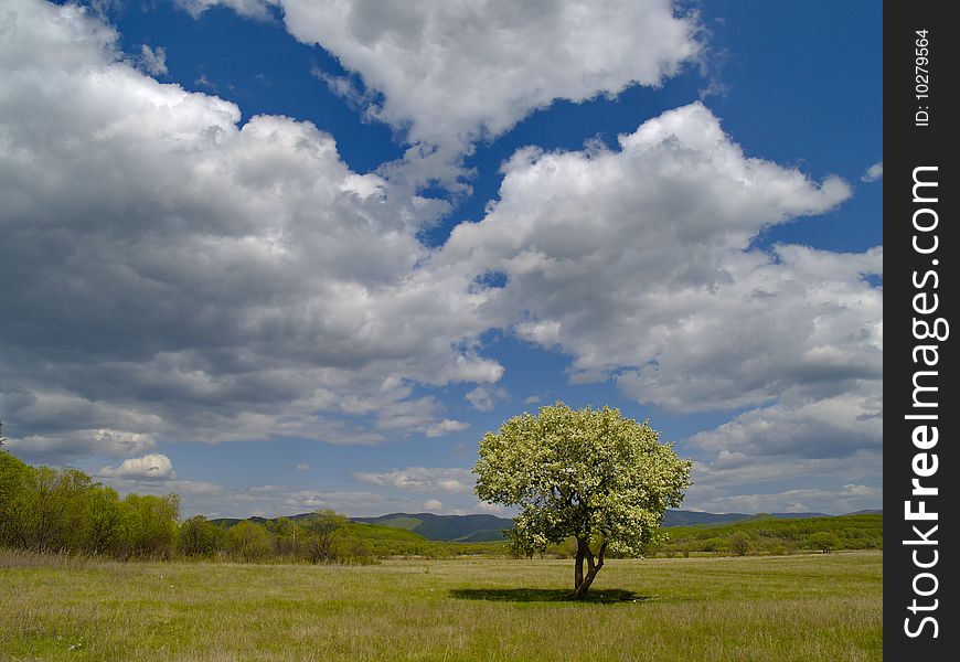 The Solitary flowering tree and cloudy sky