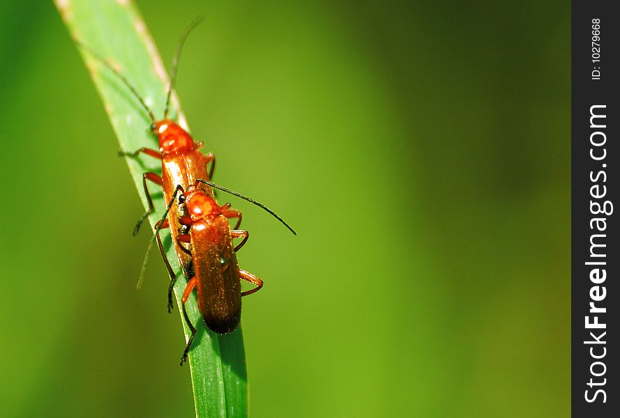 Two cardinal beetles mating on grass