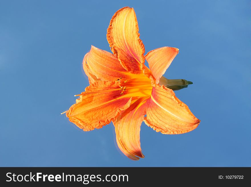 Flower an orange lily on a blue background. Flower an orange lily on a blue background