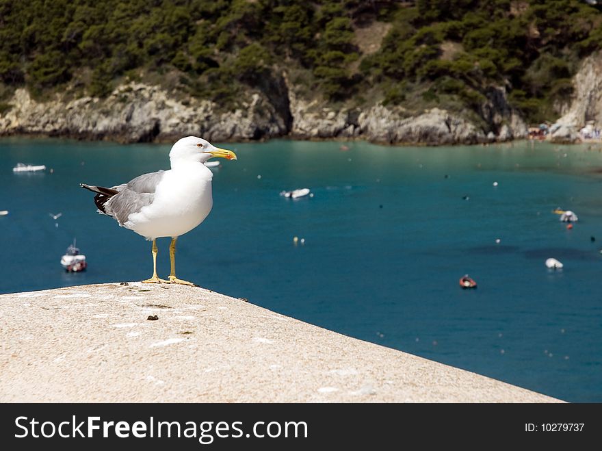 Seagull on a rock against the blue sea