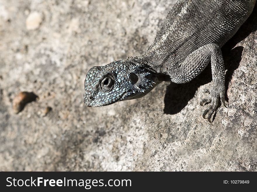 An Agama lizard, a reptile of Southern Africa