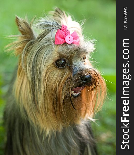 Portrait of a puppy  Sitting yorkshire terrier