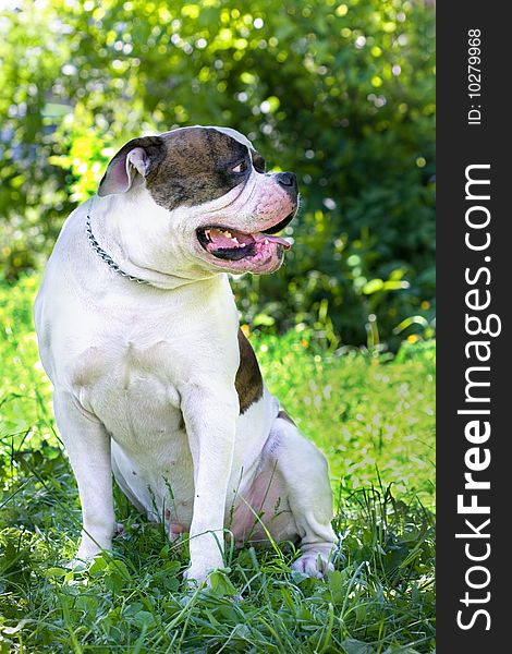 game-breed dog on green grass