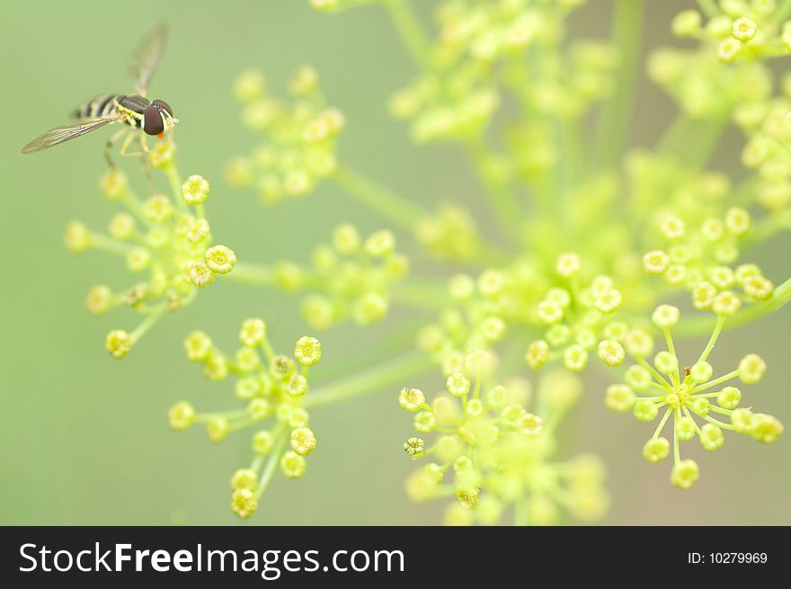 A small bee comes in for a landing on a head of dill weed. A small bee comes in for a landing on a head of dill weed