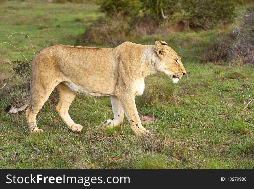 A lioness looking for food out on the African Plains. A lioness looking for food out on the African Plains