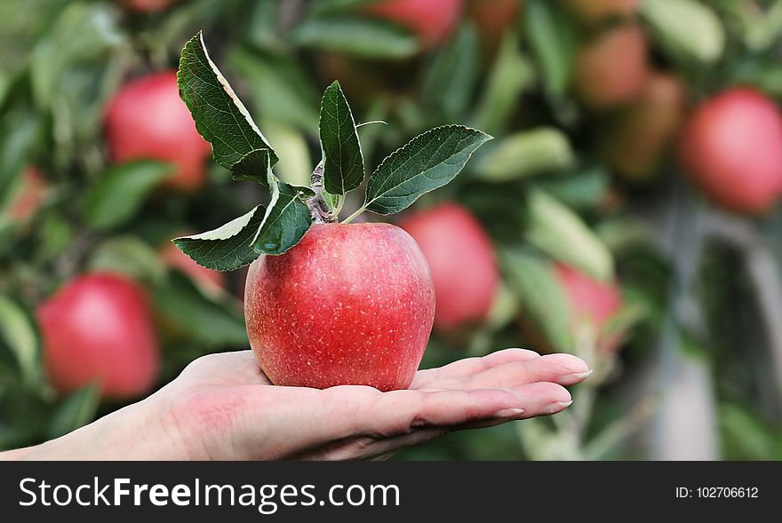Fruit, Apple, Natural Foods, Local Food