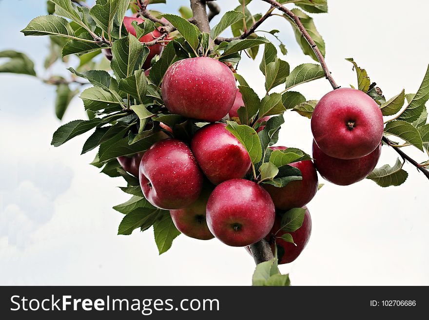 Fruit, Apple, Produce, Natural Foods