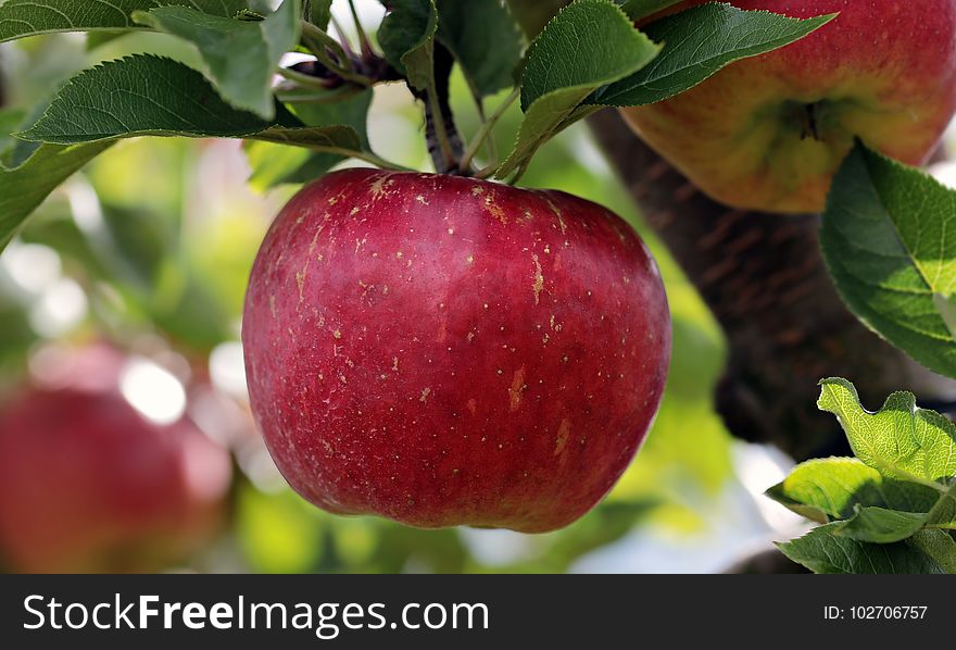 Fruit, Apple, Natural Foods, Local Food
