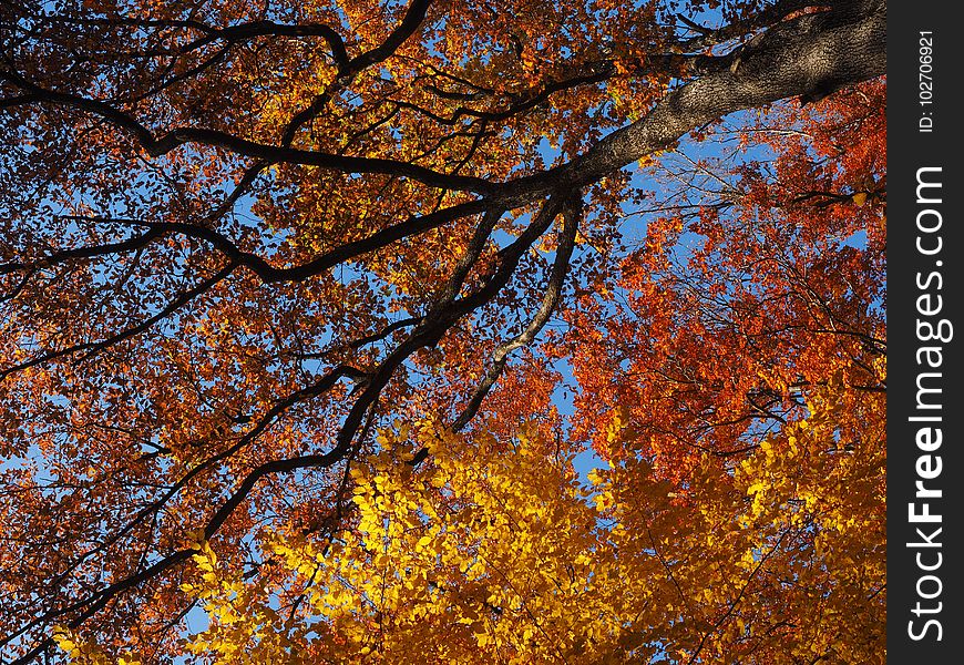Tree, Nature, Autumn, Leaf