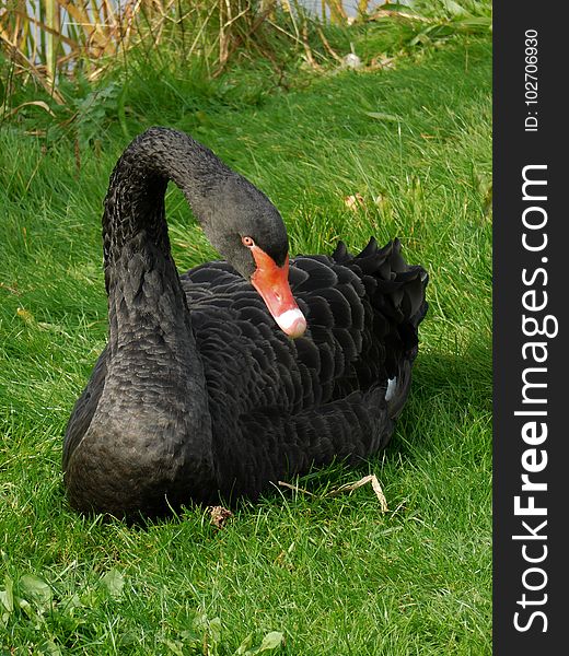 Black Swan, Fauna, Bird, Water Bird