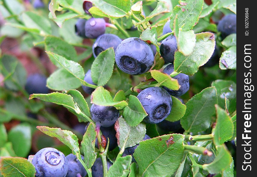 Plant, Blueberry, Berry, Huckleberry