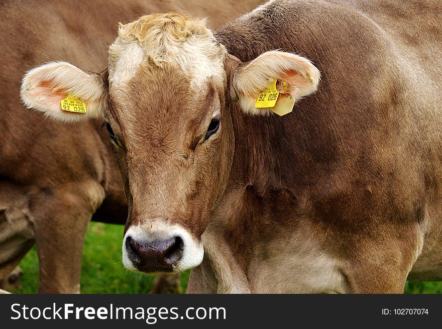 Cattle Like Mammal, Grazing, Horn, Pasture